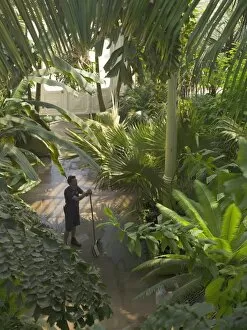 Kew at Work Collection: Palm House interior