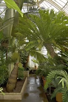 Palm House interior