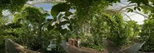 Glasshouses Collection: Palm House Interior at Kew