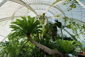 Images Dated 4th May 2011: Palm House Interior at Kew