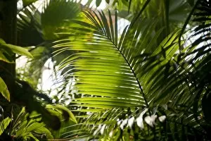 Tropical plants Gallery: Palm House Interior at Kew