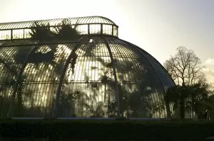 Glass House Gallery: Palm House silhouette