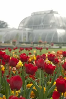 Tulips Collection: Palm House in spring