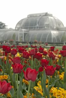 Flowers Gallery: Palm House in spring
