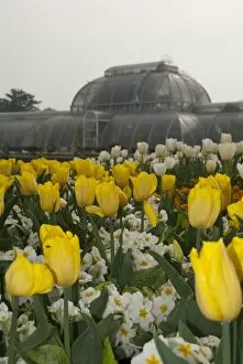 Tulips Gallery: Palm House in spring