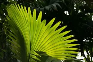 Plants and Fungi Gallery: Palm Leaf