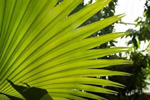 Plants and Fungi Collection: Palm Leaf