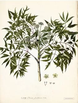 Araliaceae Gallery: Panax fruticosum, Willd