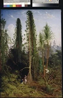 Marianne North Collection: Pandanus; oil on canvas