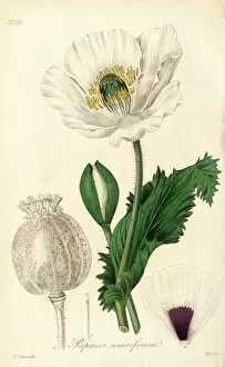 Botanical Art Gallery: Papaver somniferum, L. (Opium poppy)