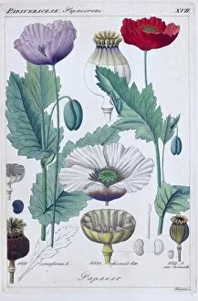 19th Century Gallery: Papaver somniferum, L. (Opium poppy)
