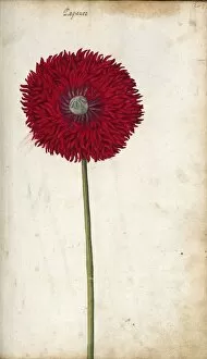 Watercolour Collection: Papaver somniferum, opium poppy