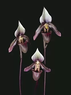 Orchidaceae Collection: Paphiopedilum ciliolare