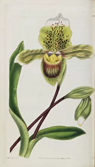 Engraving Collection: Paphiopedilum insigne (Asian slipper orchid), 1835