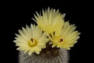 Yellow Flower Gallery: Parodia cactus