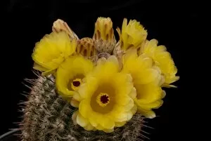 Cacti Flower Gallery: Parodia mueller-melchersii