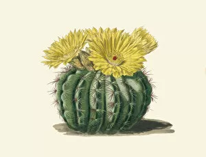 Curtis's Botanical Magazine Collection: Parodia ottonis, 1842
