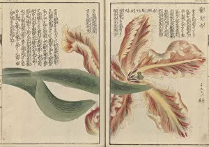 The Honzo Zufu Collection Gallery: Parrot tulip (Tulipa), woodblock print and manuscript on paper, 1828