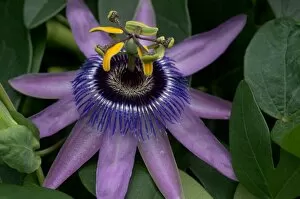 Passiflora caerulea (passion flower)
