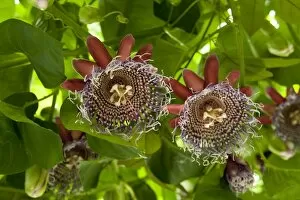 Red Flower Gallery: Passiflora decaisneana