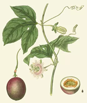 Edible Plants Gallery: Passiflora edulis, 1818