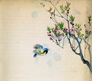 Bird Gallery: Peach blossom
