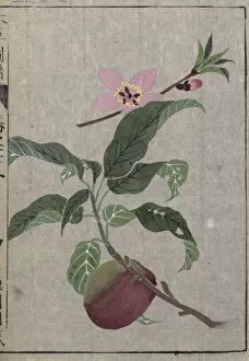 Japan Gallery: Peach (Prunus persica), woodblock print and manuscript on paper, 1828