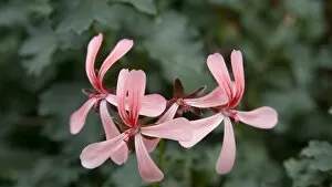 Pink Flower Collection: Pelargonium acetosum