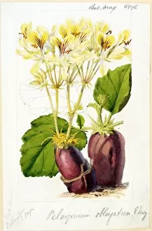 Botanical Art Gallery: Pelargonium oblongatum, E. Meyer