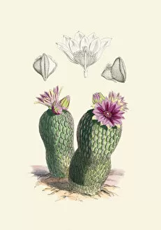Botanical Magazine Gallery: Pelecyphora aselliformis, 1873