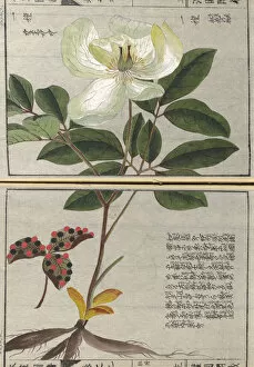 Kanen Iwasaki Collection: Peony, (Paeonia japonica), woodblock print and manuscript on paper, 1828