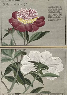 Japan Collection: Peony (Paeonia lactiflora), woodblock print and manuscript on paper, 1828