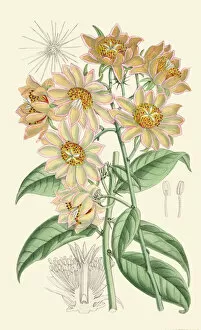 Curtis's Botanical Magazine Gallery: Pereskia aculeata, 1890