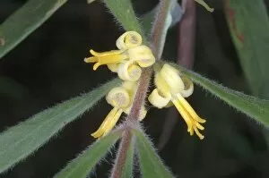 Persoonia mollis ssp. mollis