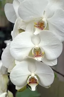 Princess Of Wales Conservatory Gallery: Phalaenopsis