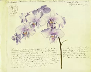 Purple Gallery: Phalaenopsis schilleriana, 1864