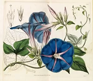 Curtis's Botanical Magazine Gallery: Pharbitis learii (Ipomoea learii, Mr Lears Gaybine )