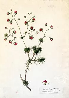 Botanical Art Collection: Pharnaceum incanum, L. ( Hoary Pharnaceum )