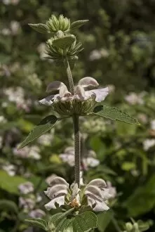 Phlomis flower
