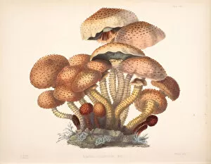 Images Dated 13th July 2022: Pholiota squarrosa, 1847-1855