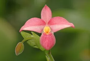 Orchidaceae Collection: Phragmipedium Hanne Popow