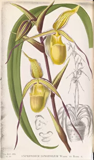 Botanical Illustration Collection: Phragmipedium longifolium (South American slipper orchid), 1873
