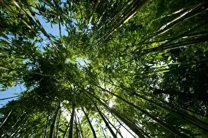 Bamboo Gallery: Phyllostachys stimulosa