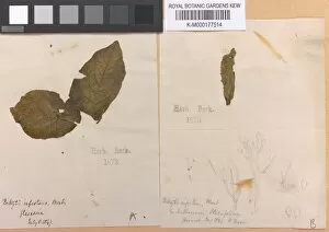 Herbarium specimens Collection: Phytophthora infestans (Mont.) de Bary - Potato blight