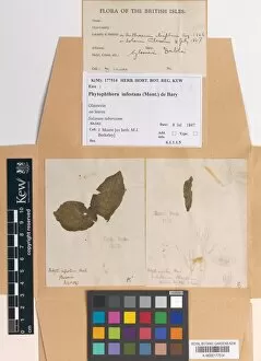 Herbarium specimens Gallery: Phytophthora infestans (Mont.) de Bary - Potato blight