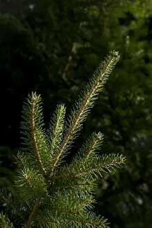 Images Dated 4th November 2010: Picea maximowiczii