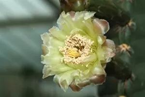 Yellow Flower Gallery: Pilosocereus catingicola