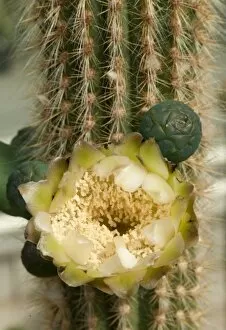 Cactaceae Collection: Pilosocereus piauhyensis