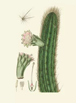 Hand Coloured Gallery: Pilosocereus royenii, 1832