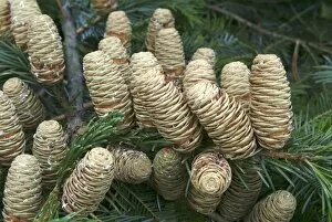 Cone Collection: PINACEAE, Abies
